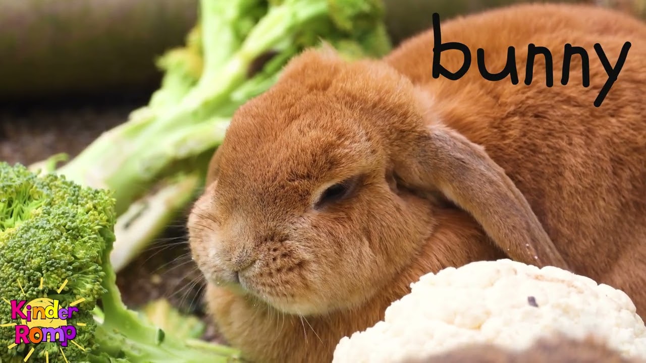 Hello Bunny 🐇  Soft Start Music for Students  10 Minute Nature Background Video