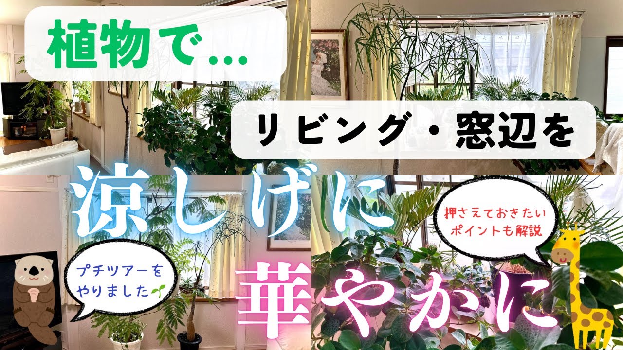 【植物と共に暮らす】涼しげで華やかな植物たち✨