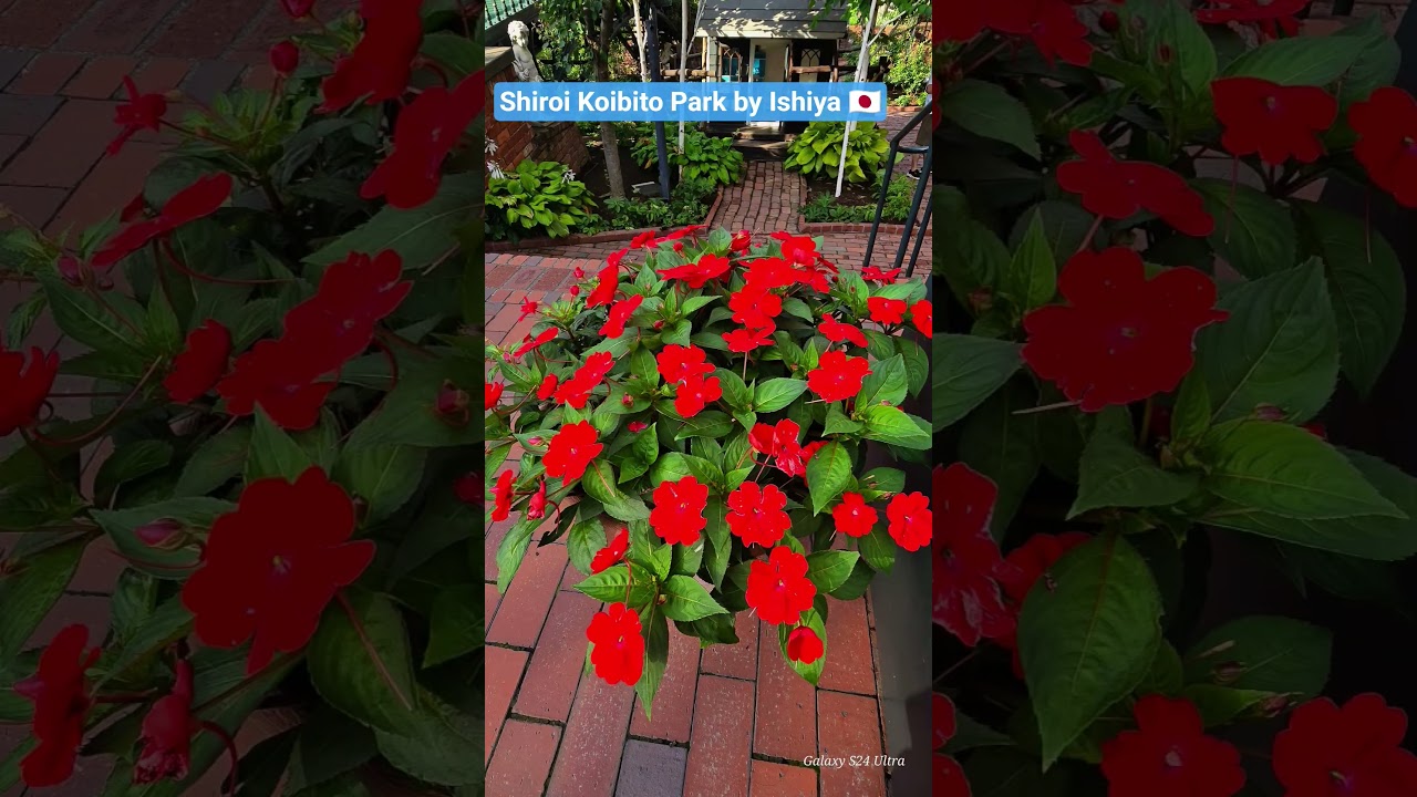 🇯🇵 หมู่บ้านช็อกโกแลต Ishiya 