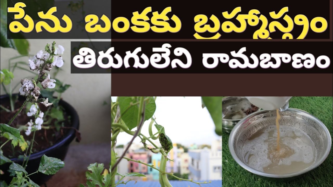 మీరు ఎన్నో ప్రయత్నించి ఉంటారు ఒక్కసారి ఇది ట్రై చెయ్యండి|How to get rid of aphids organic pesticide