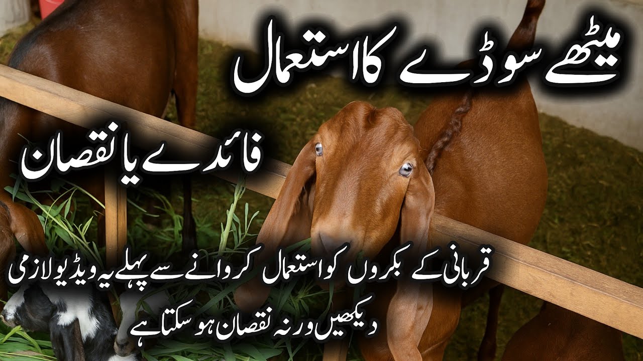 Bakri Ko Meetha Soda Dene Ke Fayde Aur Nuksan
