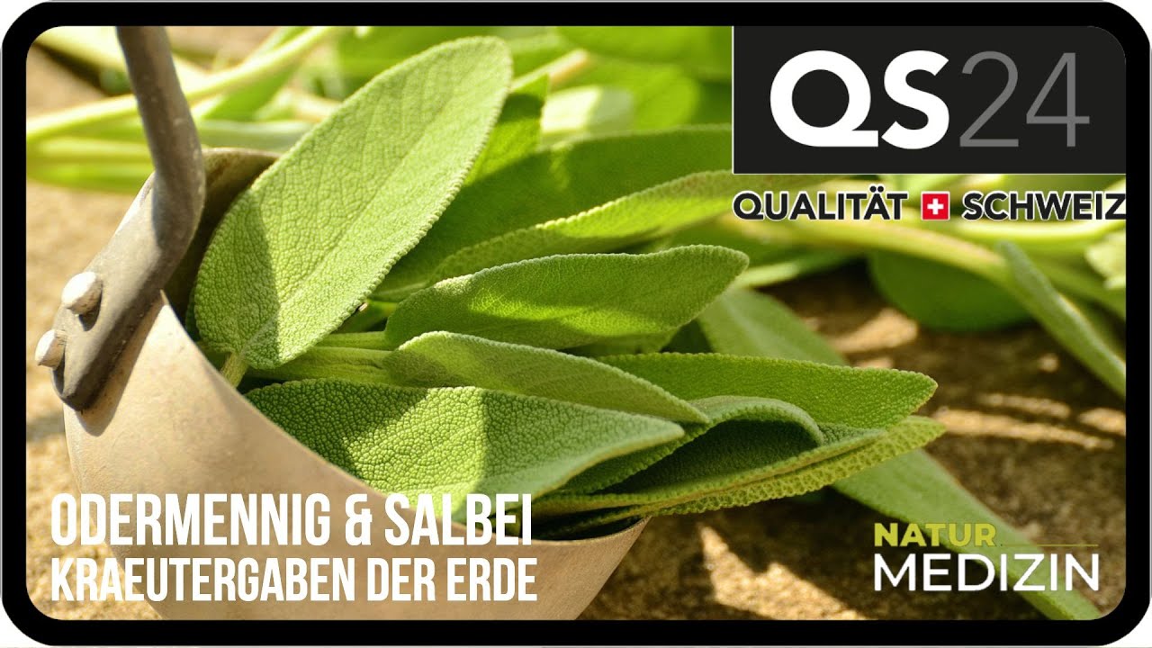 Odermennig und Salbei | Kräutergaben der Erde | Naturmedizin | QS24 21.11.2019
