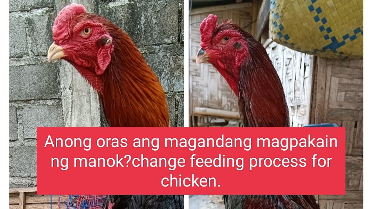 Anong oras ang magandang magpakain ng manok?change feeding process for chickens.