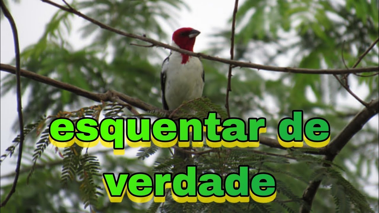 fêmea de galo de campina chamando e batendo fogo para esquentar o macho