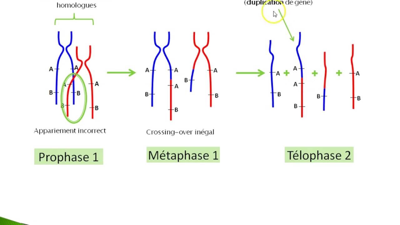 Les anomalies de méiose