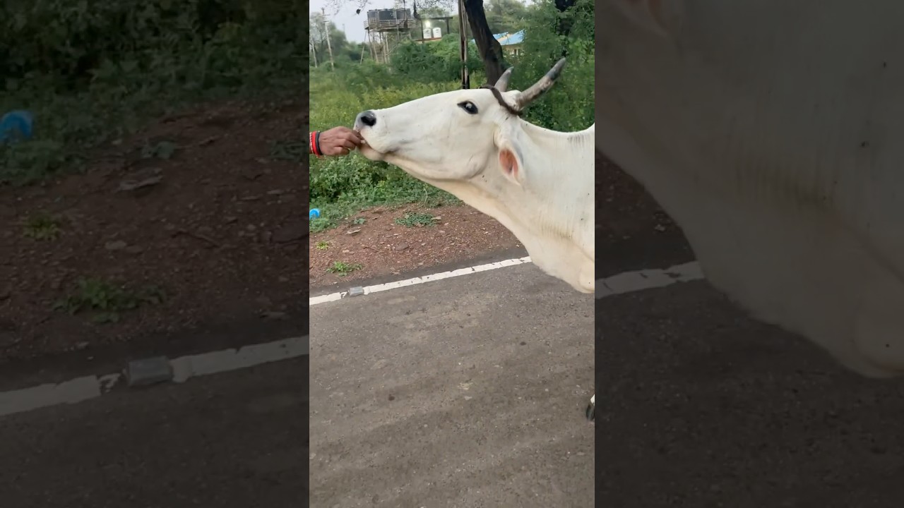 🥛 Desi Cow A2 Milk Benefits | Real Gau Mata Video #gay #cow #cowcowcow #cowvideos #shorts