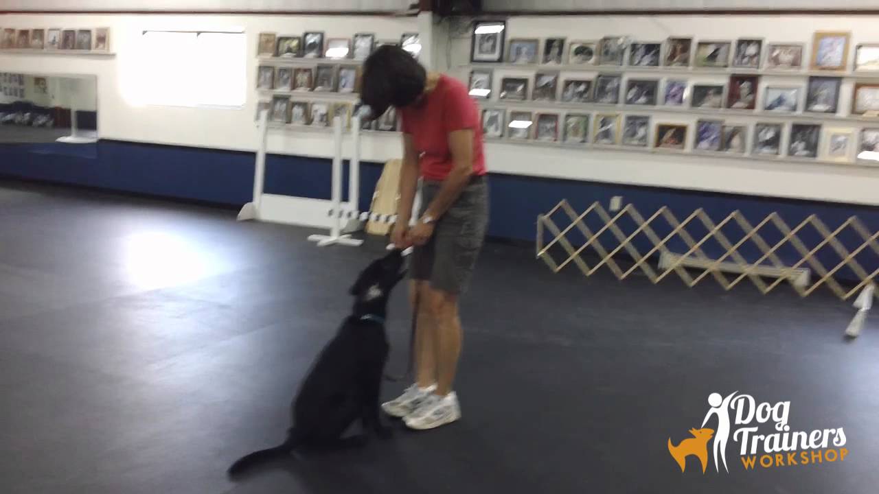 Heeling & Fronts: Dog Training Lesson with Connie Cleveland
