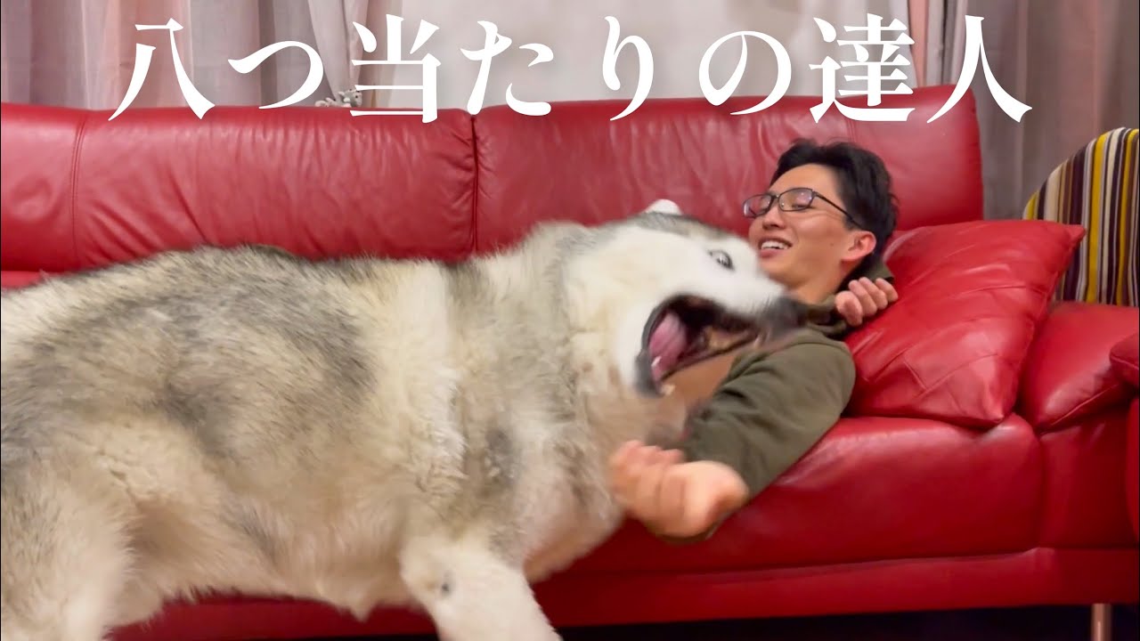 姉に本気で戦いを挑もうとするも敗走し、兄の元へ戦火を飛ばすシベリアンハスキー