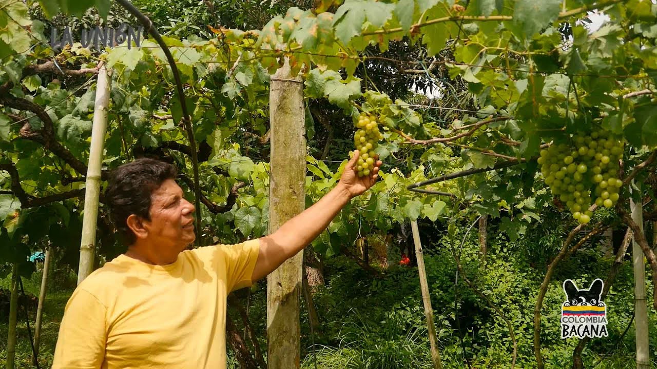La Unión: entre viñedos y tradiciones