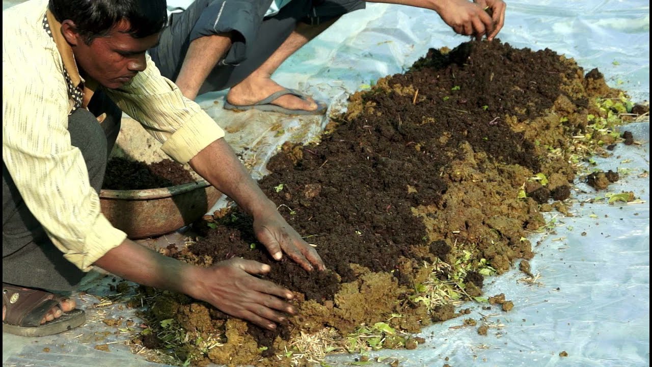 Preparing Vermicompost | केंचुवा खाद बनाने की विधि | Shashwat Yogic kheti