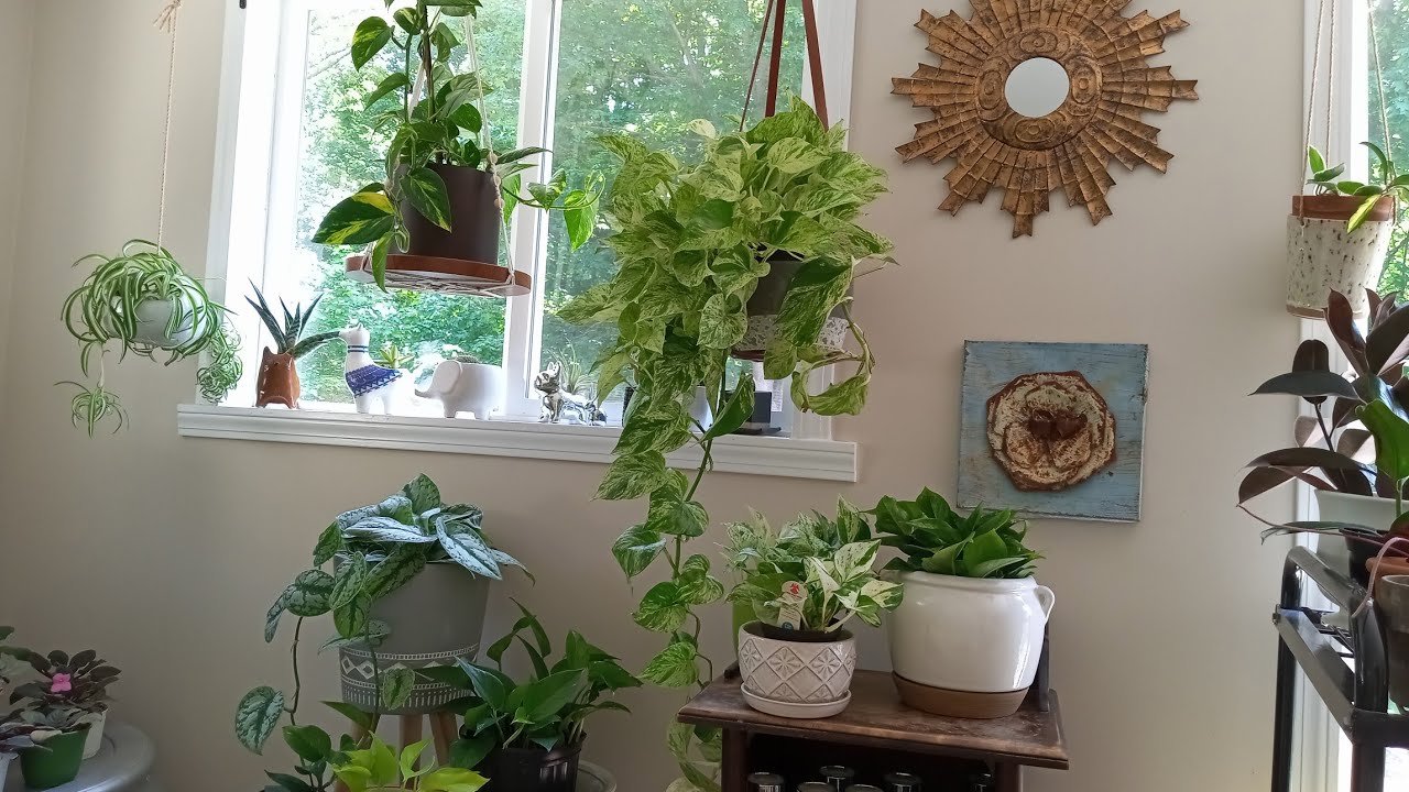 Mini coleção de plantas jiboias