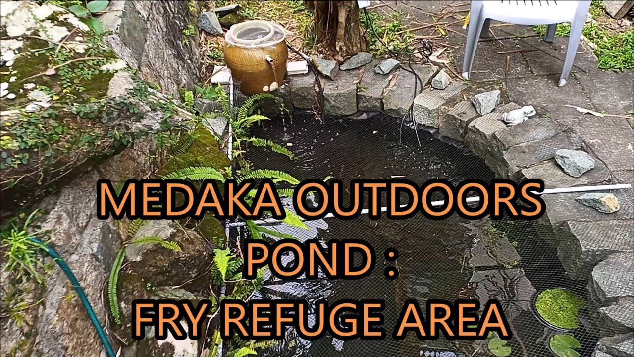 medaka rice fish outdoors pond - fry refuge area