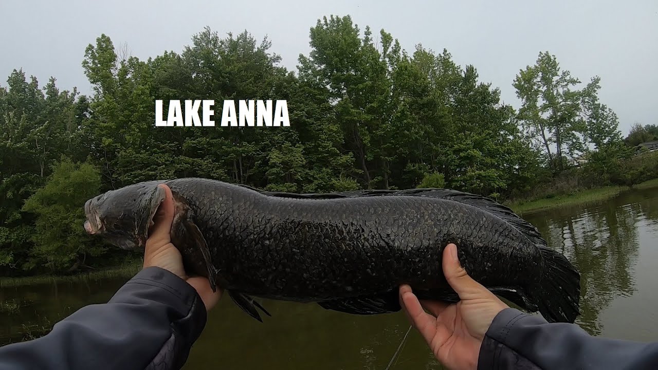 We Both Caught Our First Lake Anna Northern Snakehead