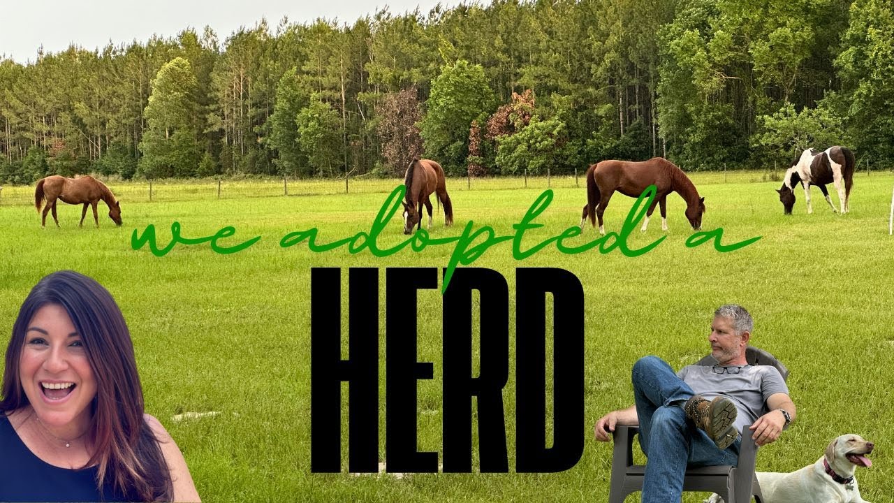 We Adopted a Herd of Horses | Moving In | Living With Horses | Filling Our Empty Nest |