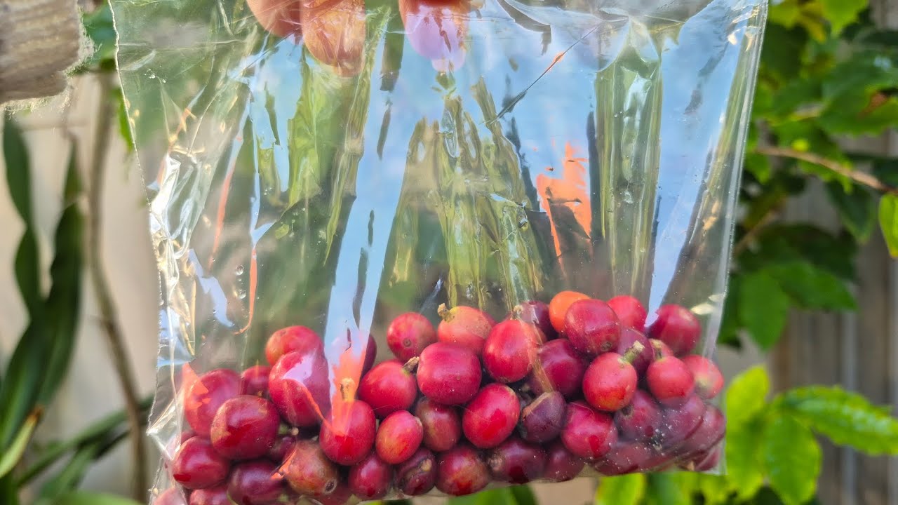 Coffee harvesting in December