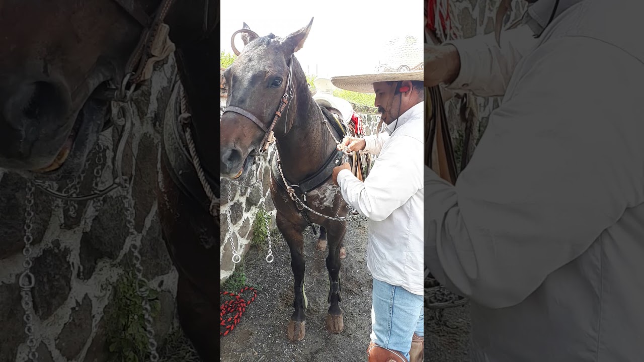 Frenos que ya nadie conoce y poco se usan. El Zacatecano o De Argolla