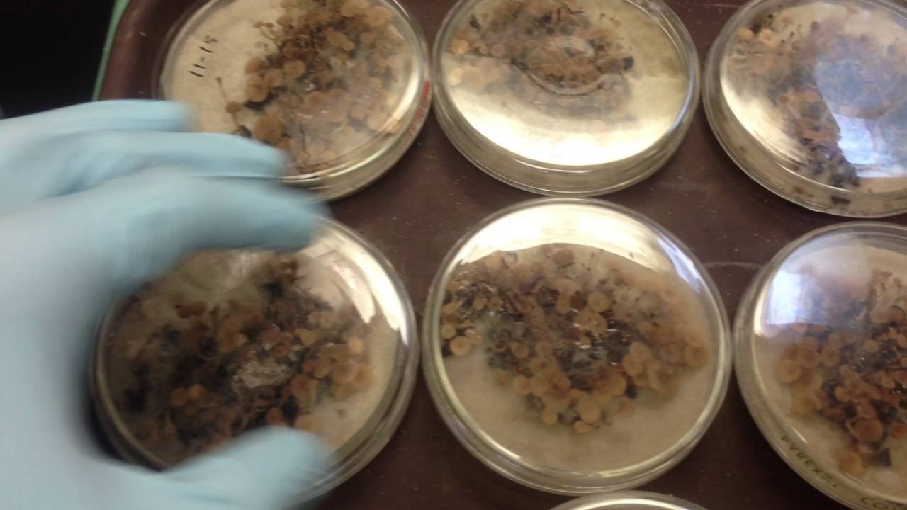 White Mold (Sclerotinia sclerotiorum)