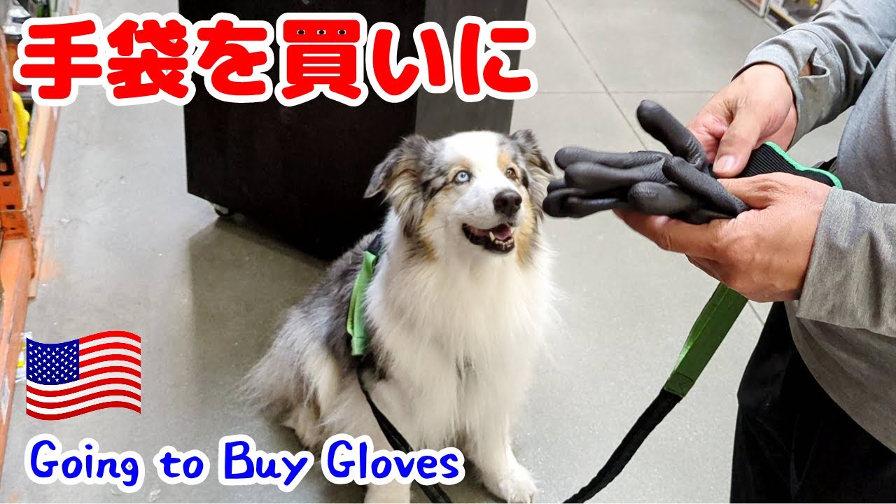 愛犬と手袋を買いに行きました【オーストラリアンシェパード】