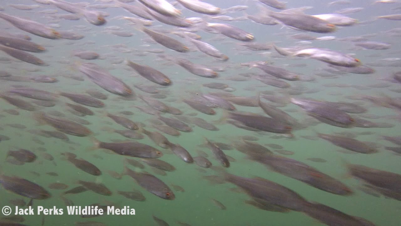 Roach Shoal in Rutland Water