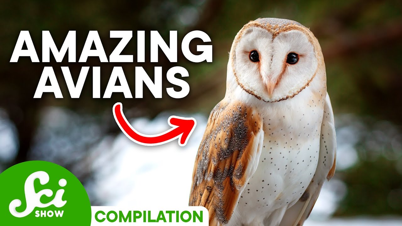 The Most Amazing Birds on Earth | SciShow Compilation