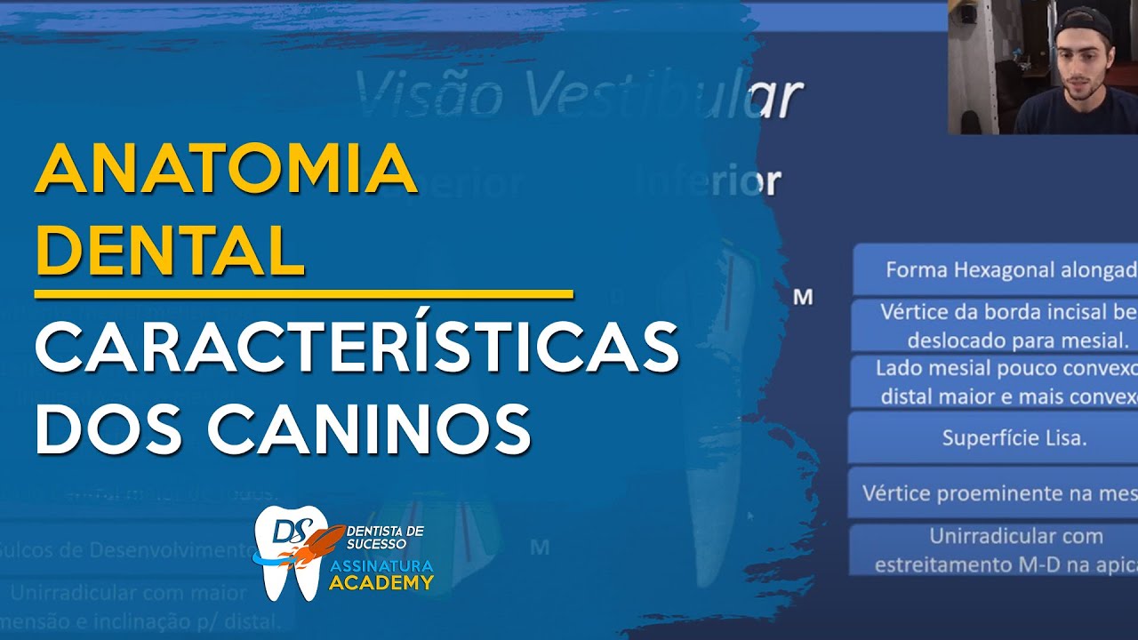 Características dos Caninos | ANATOMIA DENTAL