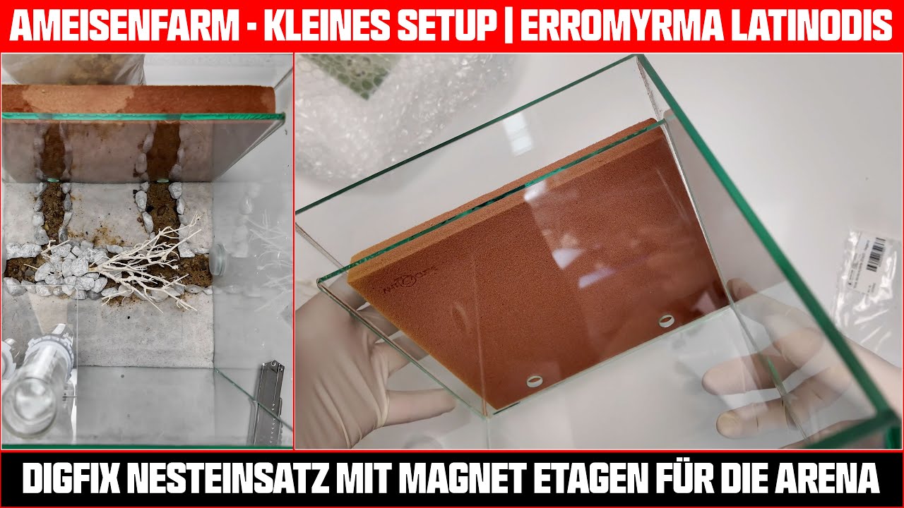 ANTCUBE Ameisen Arena 20×20×20 Combi L mit Digfix Nesteinsatz für Erromyrma latinodis #antfarm