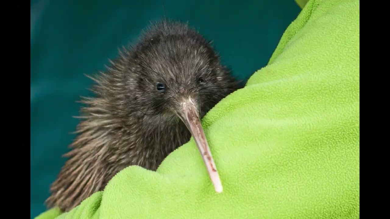 It ain't me kiwi