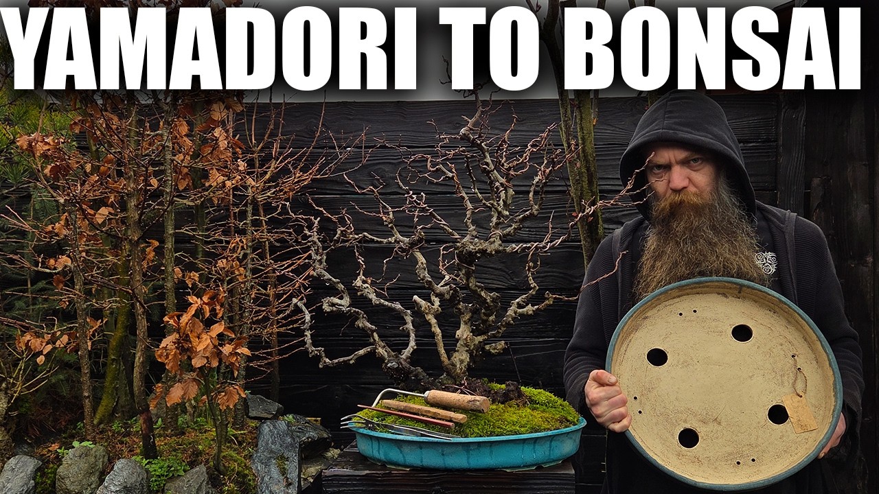 Yamadori to Bonsai... 3 years development on a wild tree
