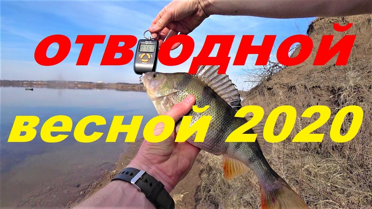 ОТВОДНОЙ ПОВОДОК ВЕСНОЙ. ПОПАЛ НА КЛЁВ ОКУНЯ)))