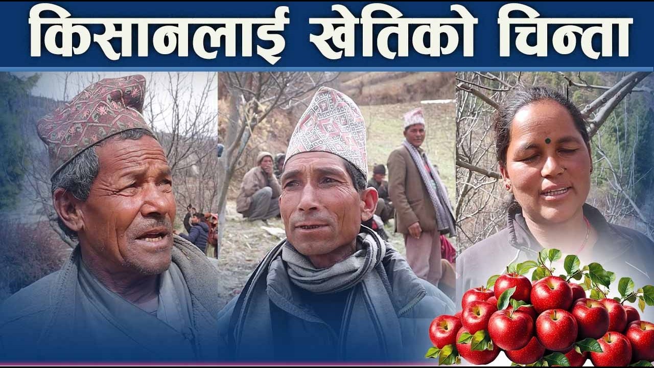 चुनावभन्दा स्याउ खेतिको पीरः उम्मेदवारका वाँचामा कृषि प्राथमिकता पर्ला ? NEWS24 TV