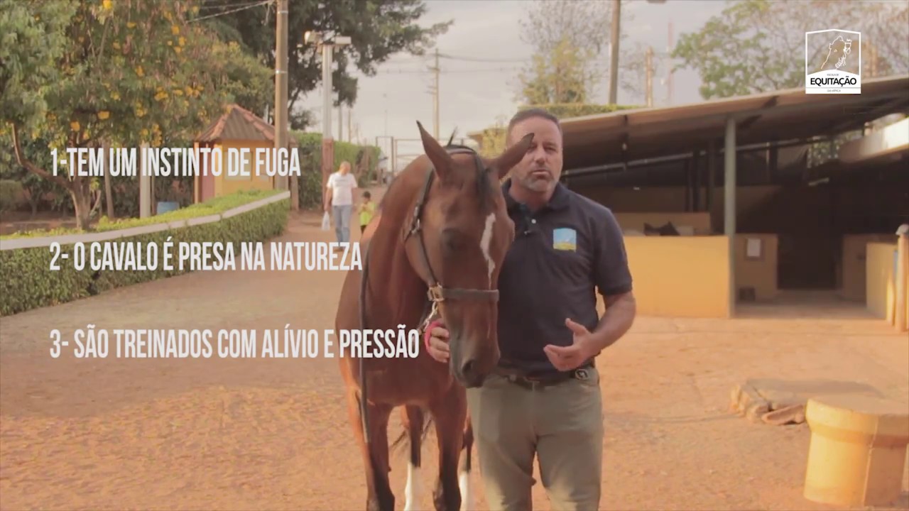 COMO SE APROXIMAR DO SEU CAVALO - AULA PARA INICIANTES