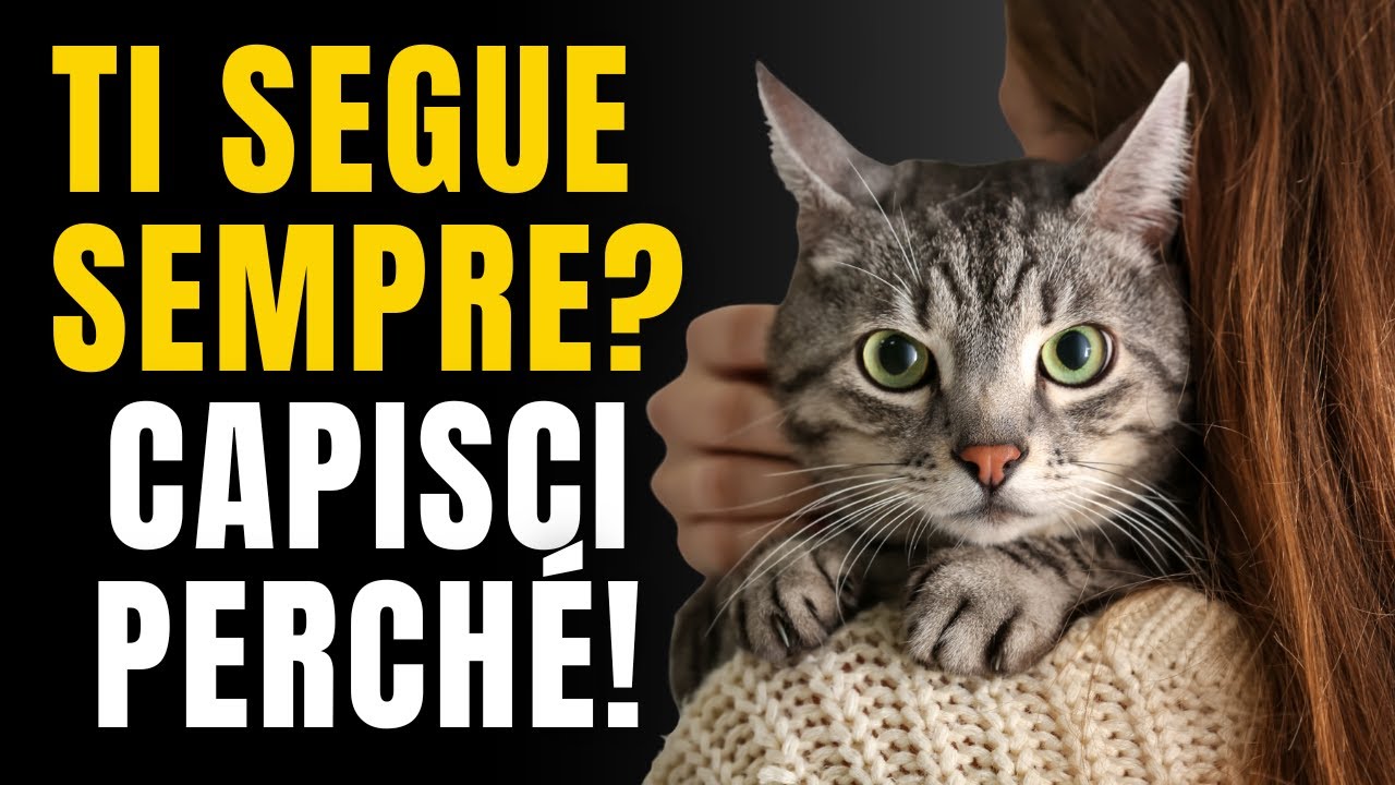 CAPISCI PERCHÉ IL TUO GATTO TI SEGUE