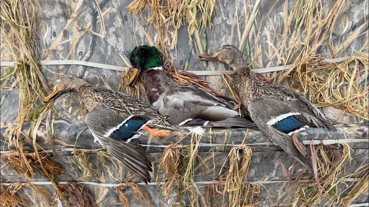 2026 Washington Veteran Duck Hunt | The Fallen Outdoors | Mallard Action in West WA