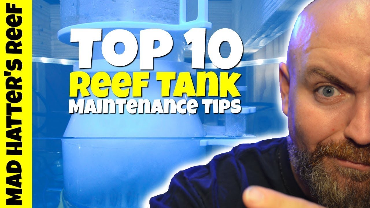 Top 10 Reef Tank Maintenance Tips