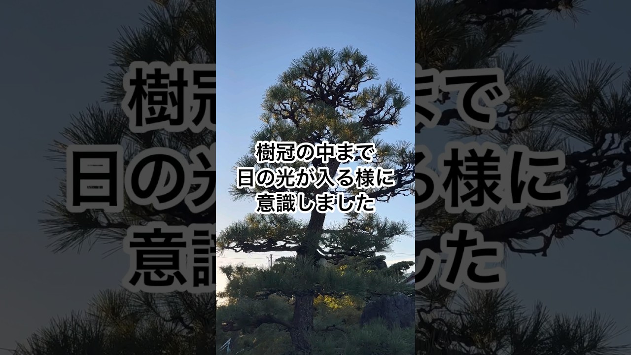 【松の剪定】交差枝・懐枝を抜いて軽く葉むしりするとこうなる