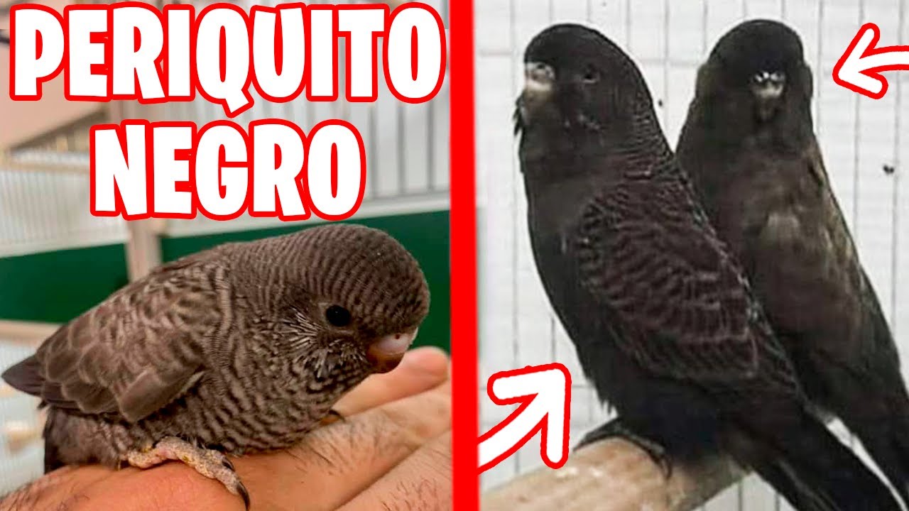COMO TENER UN PERIQUITO NEGRO