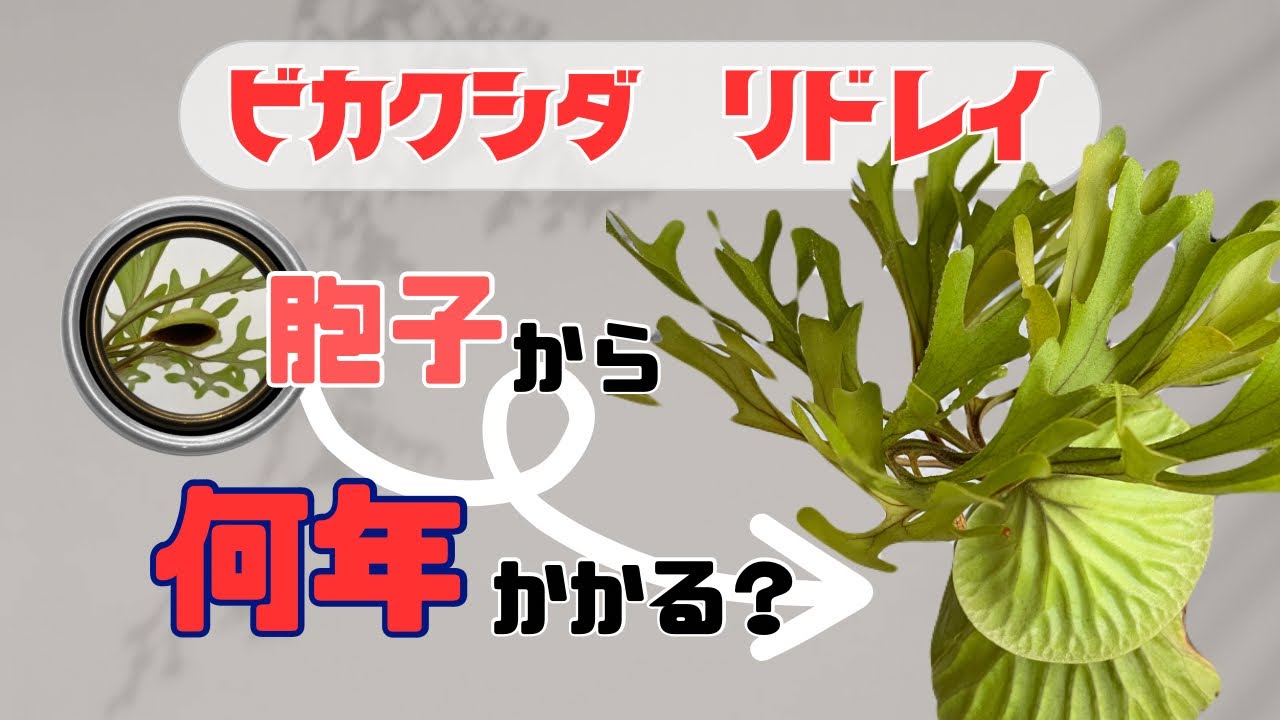 【胞子培養】ビカクシダ　リドレイ　胞子から何年でカッコイイ姿になるのか