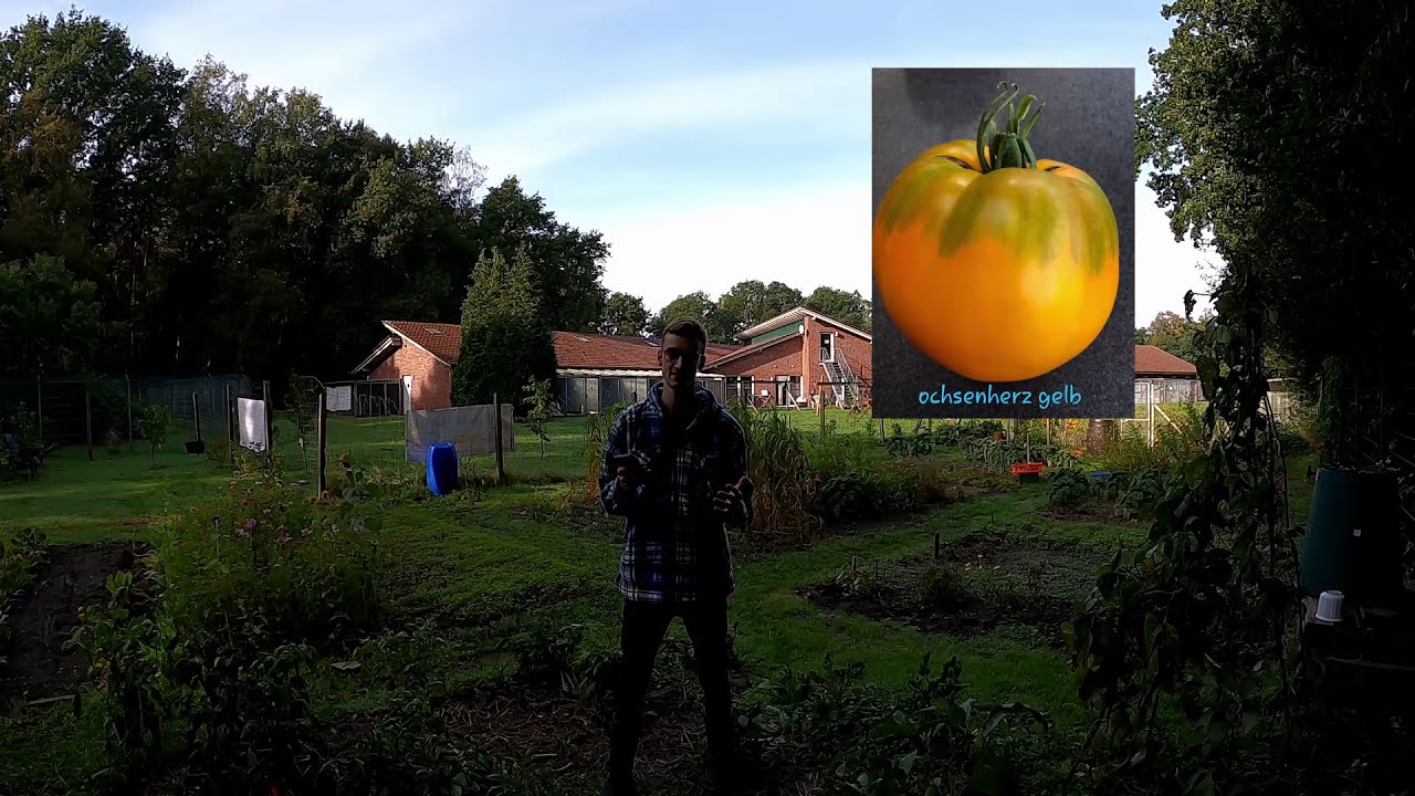 37 unglaubliche Tomatensorten🍅
