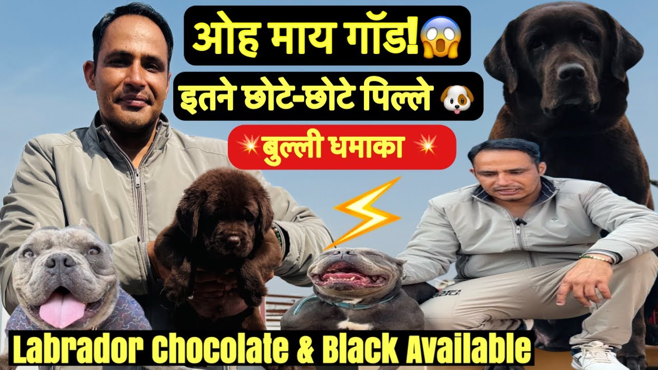 ओह माय गॉड! 😱 इतने छोटे पप्पी पहली बार! बुल्ली धमाका 🥺 Labrador Chocolate & Black Available 