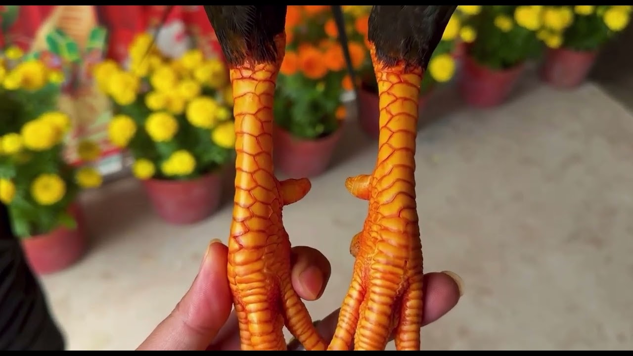 Gà Điều Mồng Vua. #video #mientay #tigatuyen #hieubentre #chicken #gachoivietnam #viral 