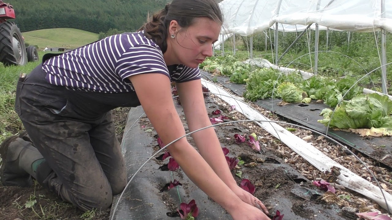 Falkland Kitchen Farm – From Seed to Plate