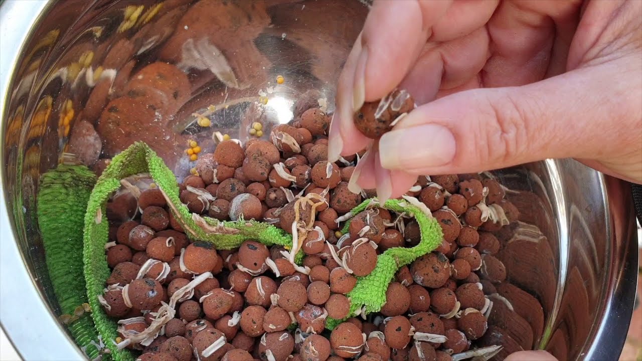 Cycnodes Repot | How to repot Catasetinae | SELF-WATERING & LECA SET UP #Catasetinae #ninjaorchids