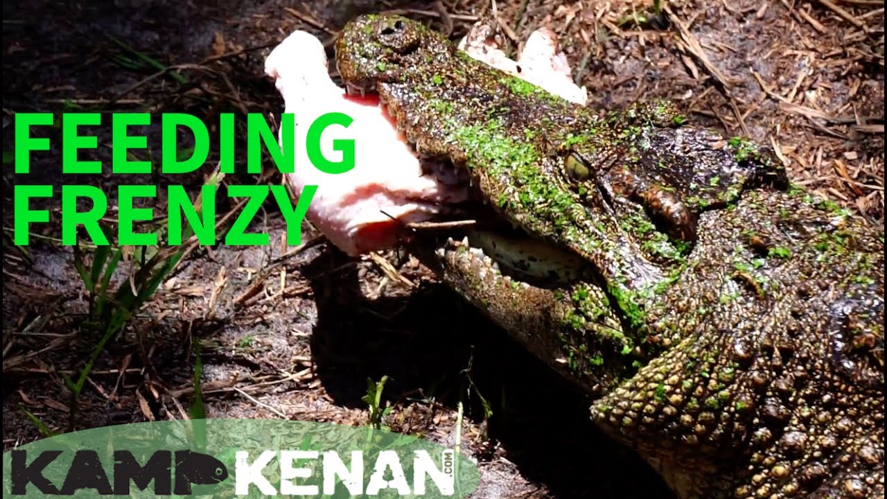 Siamese Crocodiles & other Reptiles at Smooth Waters Wildlife Center