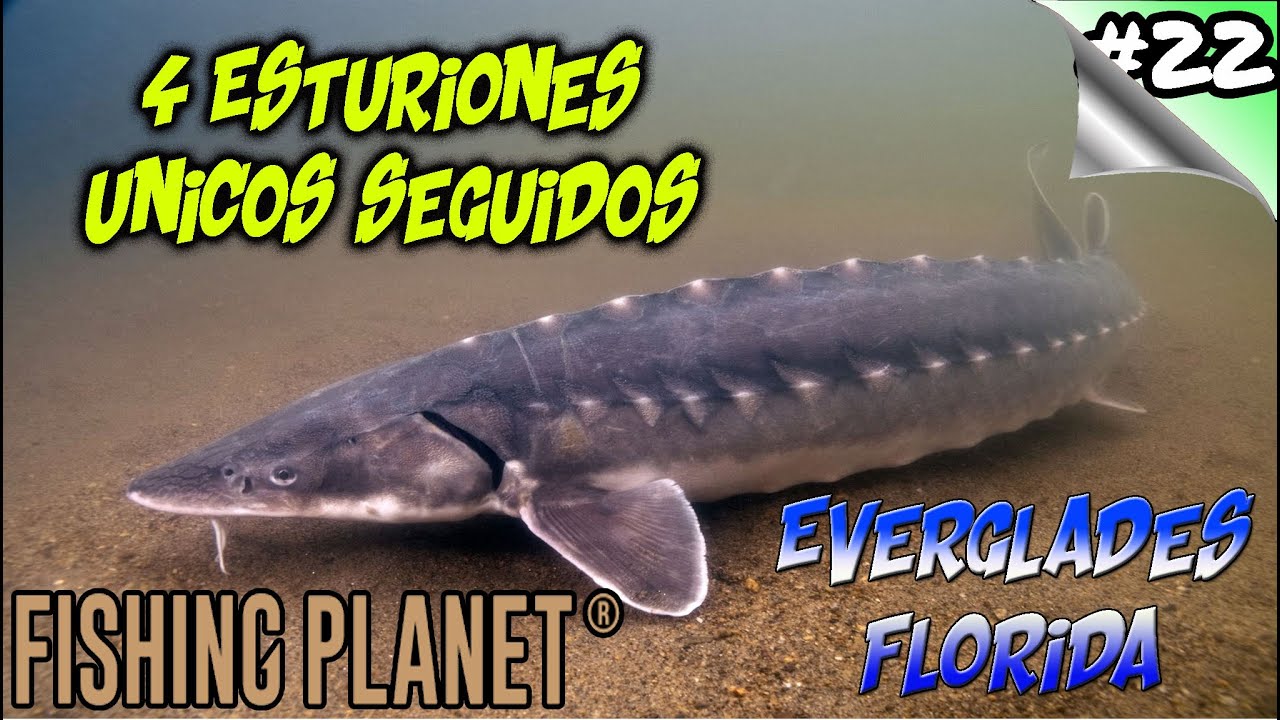 Fishing Planet #22 - Everglades / Florida - ESTURION UNICO TROFEO - Farmeo dinero y Exp - Español hd