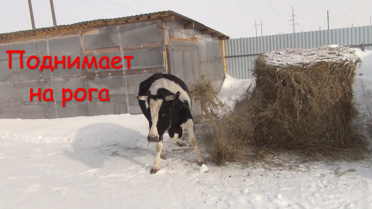 Корова пытается поднять нас на рога!