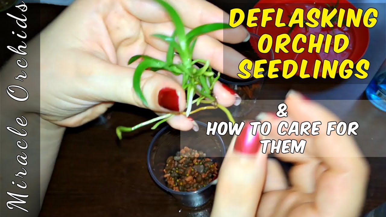 How to deflask orchid seedlings and how to care for orchid seedlings