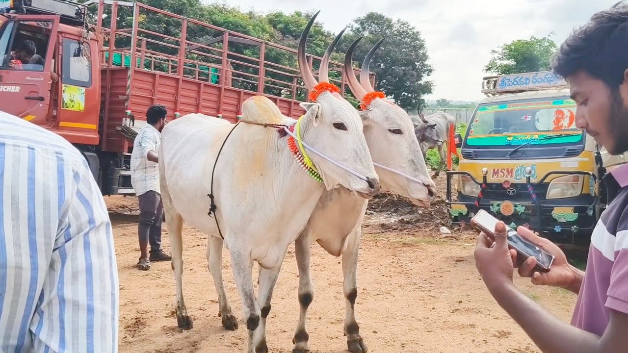 Pyapli ankalappa dheshiya Seema Bull's | Pattikonda Market video's 