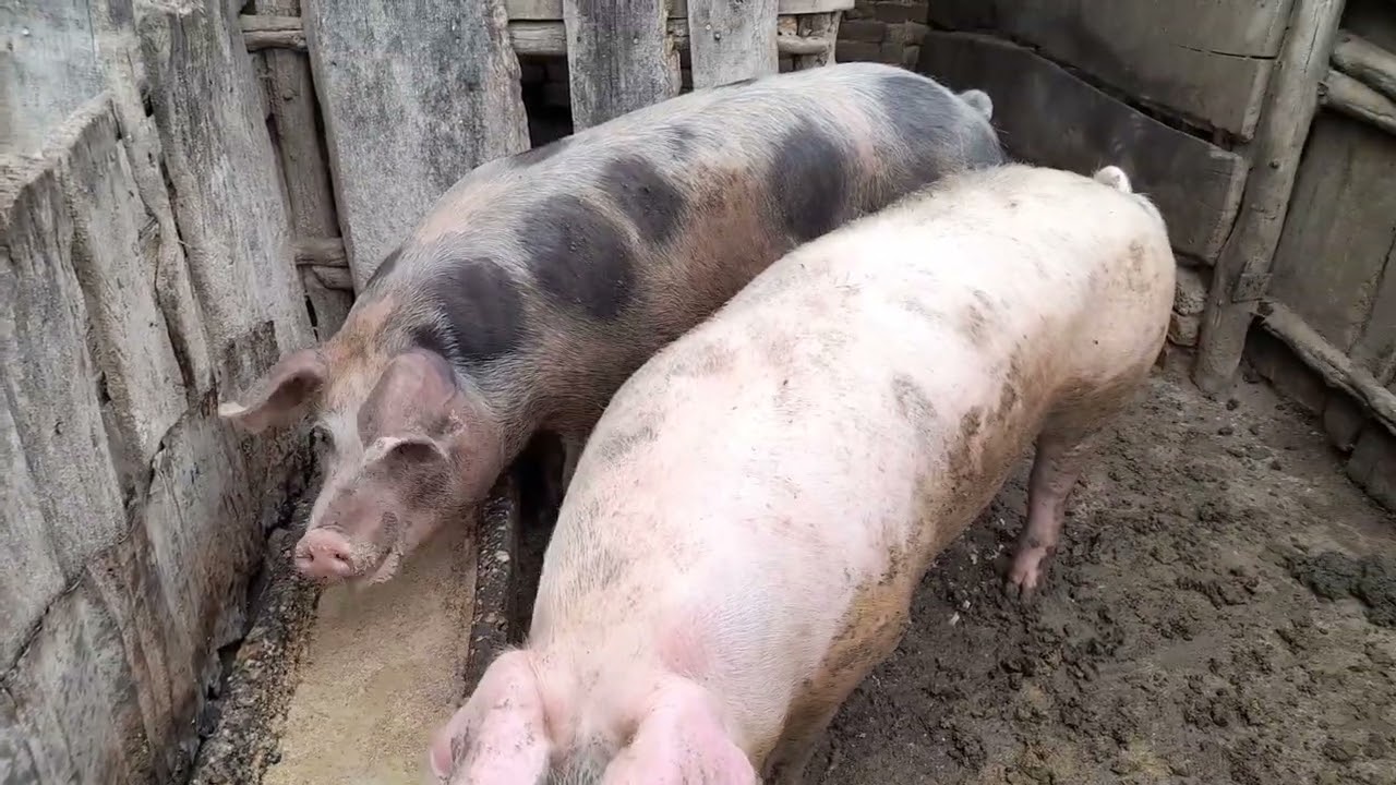 Sertés állomány bemutató kérésre.