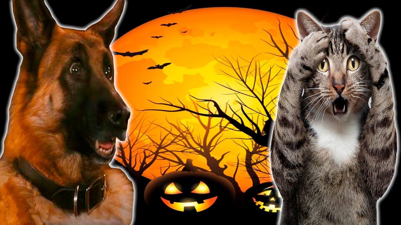 Funny Cats And Dogs Scared Of Halloween - Funny Cats And Dogs