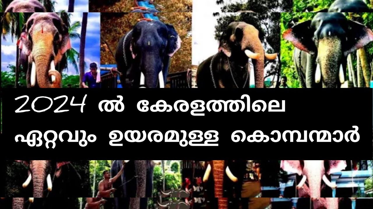 കേരളത്തിലെ ഉയരം കൊണ്ട് ആദ്യത്തെ 10 ആനകൾ ഇവരാണ് | top 10 tallest elephants in kerala